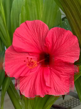A large pink flower with green leaves photo