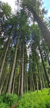 Very high trees in wild forest photo