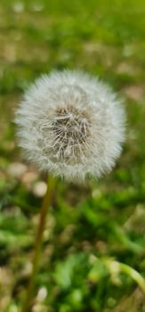 Fluffy white flower in the garden photo