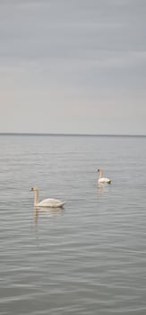 Two swans in the Baltic sea photo