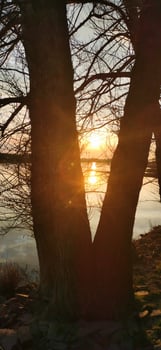 Reflection of sunset in water through tree branches photo
