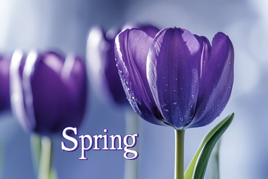 Purple tulips blooming in spring with water drops photo