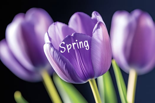 Purple tulips celebrating spring season with text overlay photo