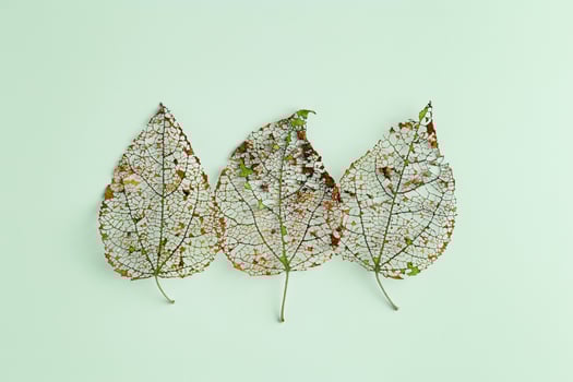 Green brown skeletonized leaves on colored background, creative dried autumn leaves. Beauty nature concept. Fall season botanical flat lay, closeup foliage natural texture, vibrant veins of leaf photo