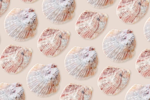 Pastel Colored Seashells Minimal Pattern on beige, oceanic and sea life decor, aesthetic summer background with blue pink conchs, scallop shells, creative still life, nature abstract, nautical style photo