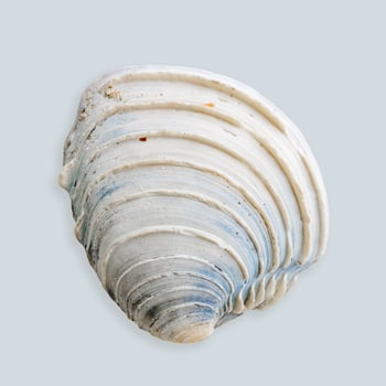 Close up seashell blue white colored on light blue background. Beautiful natural Shell of mollusk pastel colored summer photo, ocean and sea life design, organic shape and macro texture details photo