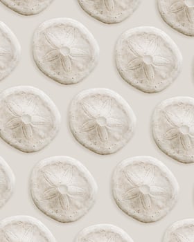 Minimal style pattern wih Skeleton of sea urchin or Sand Dollar, oceanic aesthetic top view beige background, marine life nature design, Summer vibes tranquil nature, pale pastel color, nautical style photo