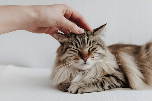 Hand strokes a relaxed cat with closed eyes, evoking calm and affectionate emotions photo