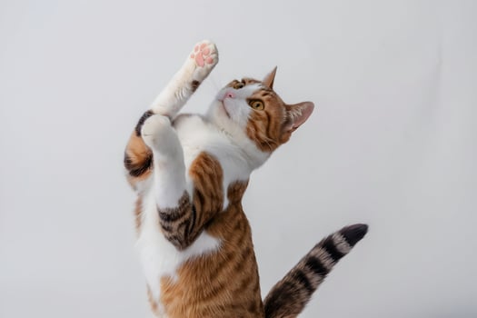 Cat stretches on hind legs, playful pose with white background photo