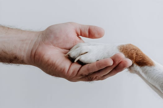Human hand gently holds a dog paw, highlighting trust and companionship against white background photo