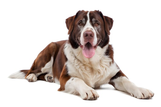 Large dog with brown and white coat lies relaxed on a plain white background photo