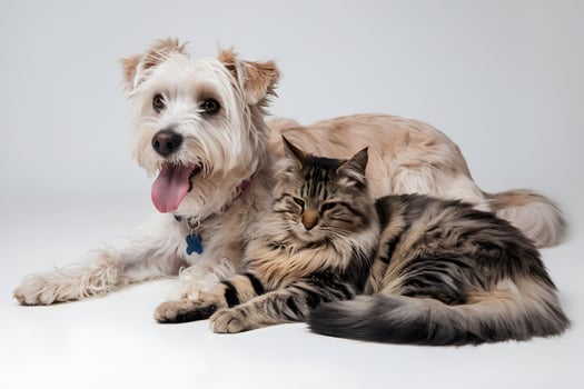 Light colored dog lies beside a relaxed tabby cat, exuding companionship and tranquility photo
