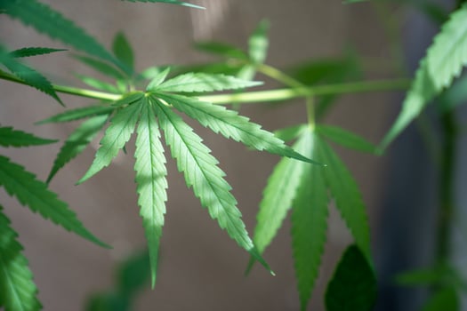 A lush marijuana plant with stem and leaves un der the sunshine. A herbal plant used for medical purposes to make the medicine. A weed plant for smoking and making drugs. photo