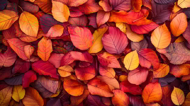 Fall leaves create an autumn palette. Vibrant hues of red, orange, and yellow leaves cover the ground in this seasonal nature shot. photo