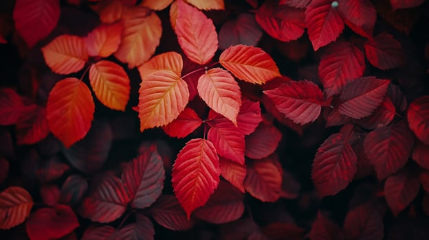 A closeup shot shows a striking display of red and orange leaves, creating a vibrant and dynamic composition against a darker background. photo