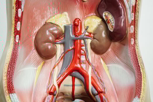 Kidney human anatomy model for study education medical photo
