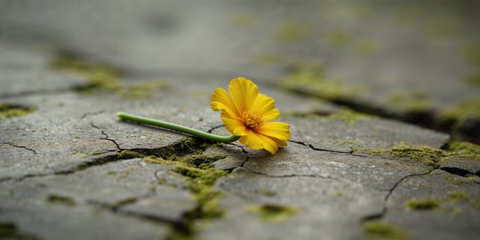 A single yellow flower sits on top of a cracked surface photo