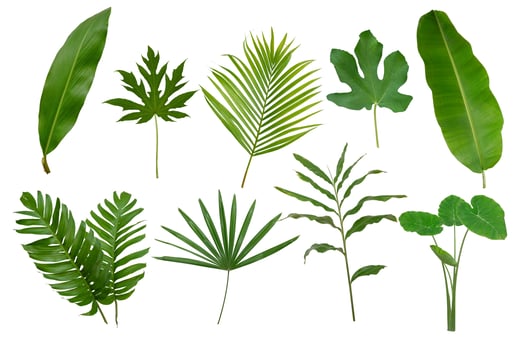 Banana, palm and monstera green leaf photo