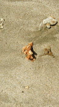 Different corals on the beach photo