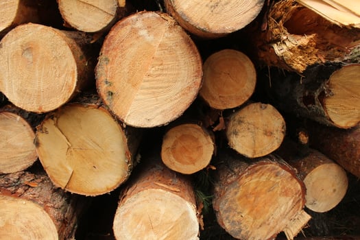 Close-up of logs. Background natural wood, bark, close-up photo