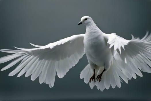 art isolated feathers dove background white tool cygnet bird fragile single float collection silence smooth wisdom macro fluffy pattern individual light photo