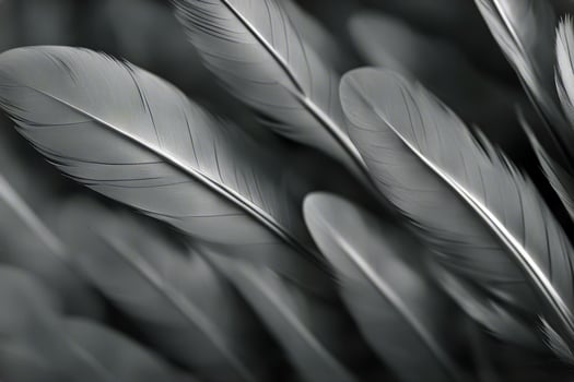 seven feathers white collection purity waft background isolated chicken imagination individual quill abstract effortless object cygnet fluffy gravity fragile person wing concept photo