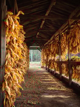Tobacco Leaves Hanging in Shed photo