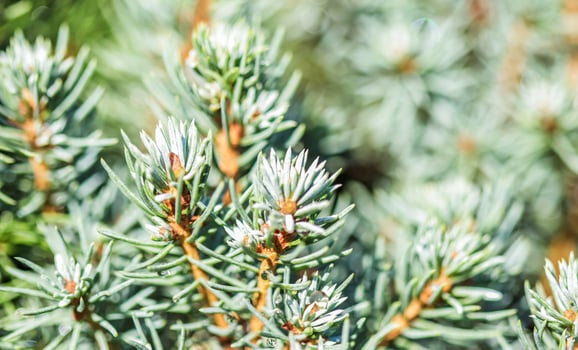 Closeup green leaves of decorative evergreen coniferous tree Canadian spruce Picea glauca with drops of water after the rain. Natural background photo