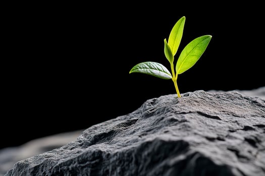 Resilient Sprout Emerging from Dark Stone photo