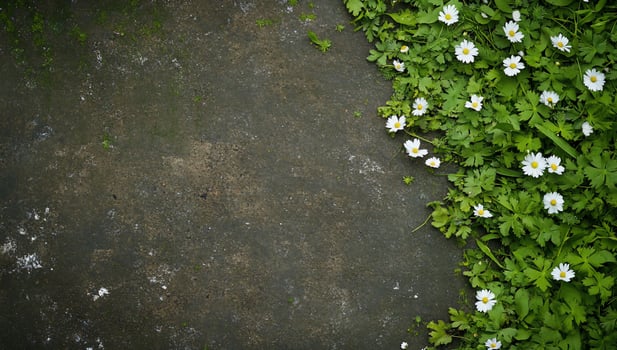 Concrete Path with Wildflowers photo