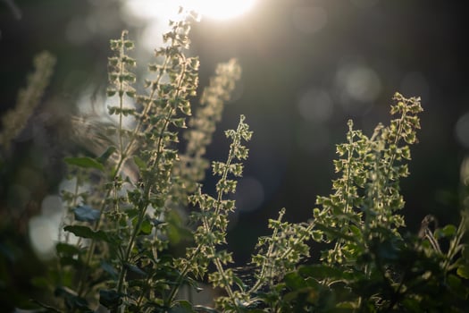 Flower of basil tree and sunlight photo