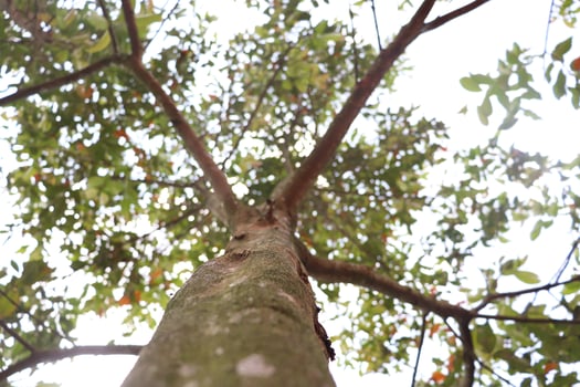 a tree with leaves and a bird on top photo