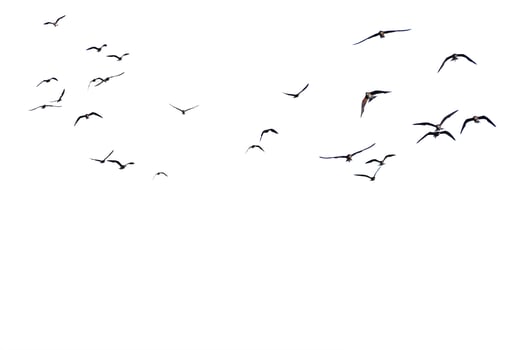 Flock of Birds Silhouetted Against a Clear White Sky in Flight Capturing the Essence of Freedom and Movement in Nature photo
