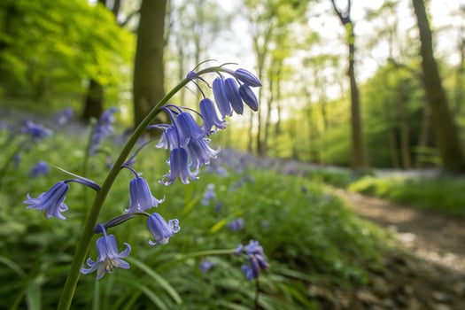bluebells in the woods photo