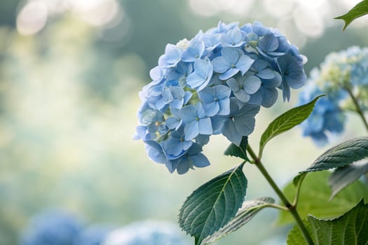 blue hydrangea flowers in the garden photo