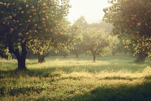 Apple orchard bathed in golden sunlight during harvest season photo