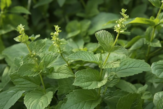 A close up of a plant with green leaves photo