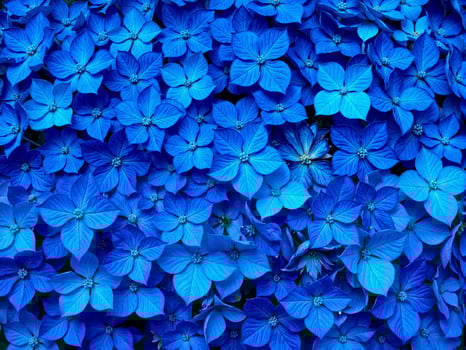 A large group of blue flowers photo