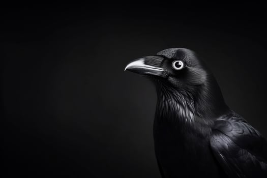 A black crow with big eyes on a dark background photo