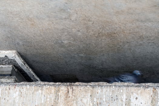 Pigeon that lurk in the gaps between beams and concrete ceilings photo
