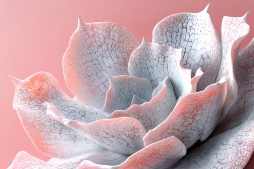 White and pink ombre succulent showing intricate details on pink background photo