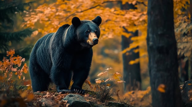 A majestic black bear stands tall amidst a forest of autumnal foliage, embodying nature's power and grace in a serene landscape. photo