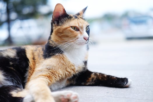 Cute tabby adorable happy cat is black and orange color in fur relaxing on concrete floor outdoor photo