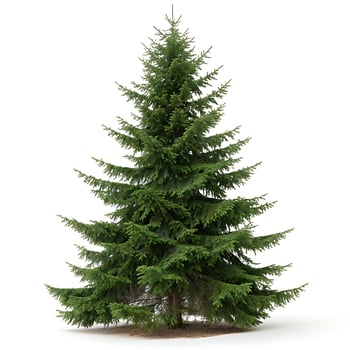 A beautiful Norway spruce with lush, green needles and a perfect conical shape, set against a white background, emphasizing its natural symmetry photo