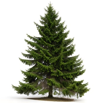 Norway spruce tree with its thick, green foliage and classic Christmas tree shape, standing tall against a white background, showcasing its natural beauty photo