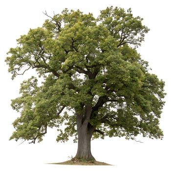 Beautiful oak tree with wide reaching branches and dense foliage, captured on a white background to emphasize its grandeur and natural beauty photo