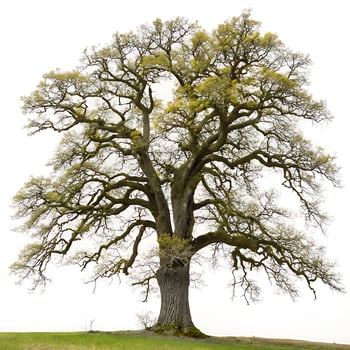 An impressive oak tree with sprawling branches and vibrant green leaves, isolated against a white background, symbolizing resilience and nature photo