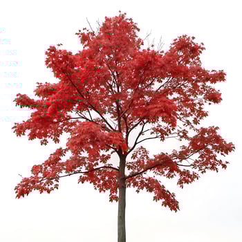 Red oak tree with brilliant red leaves standing against a pure white backdrop, perfect for autumn, seasonal beauty, and nature themes photo