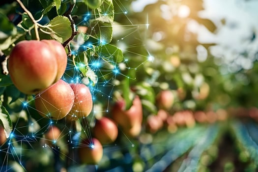 Innovative technology monitoring apple growth in orchard photo