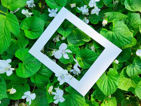 White flowers fragrant garden violet in a white cardboard frame on a background of green fresh leaves. photo